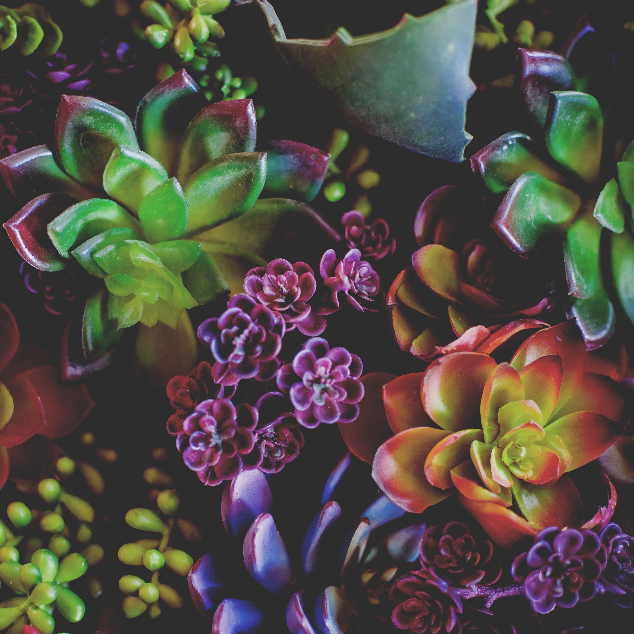 Fleshy Flowers Houseplants Leaves iPad Air wallpaper 