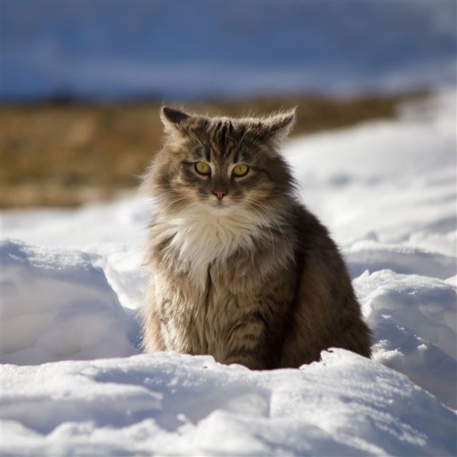 2048x2048 Cat Winter Fluffy Snow - pet iPad Air Wallpaper