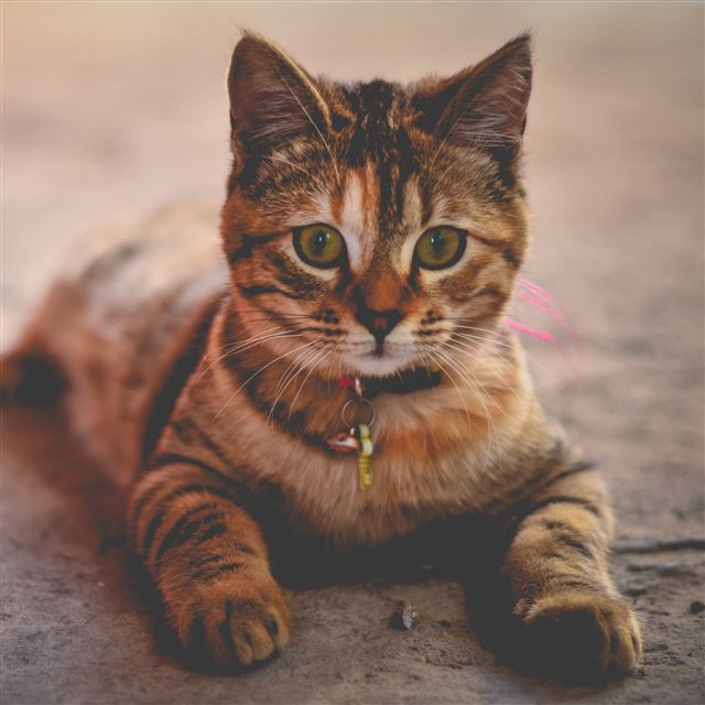2048x2048 Cat Collar Lying Home - pet iPad Air Wallpaper