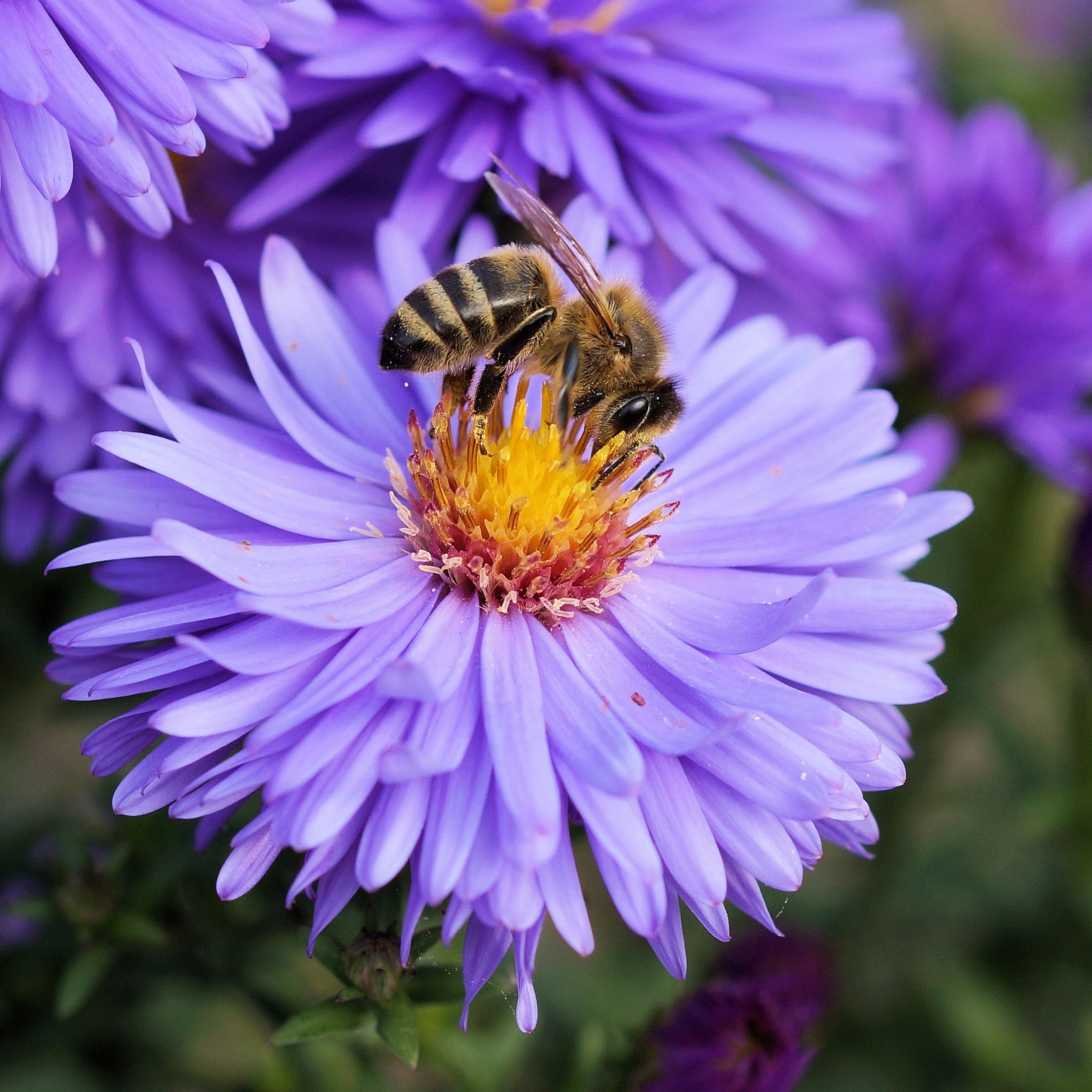 Bee Flower Pollination iPad Air wallpaper 