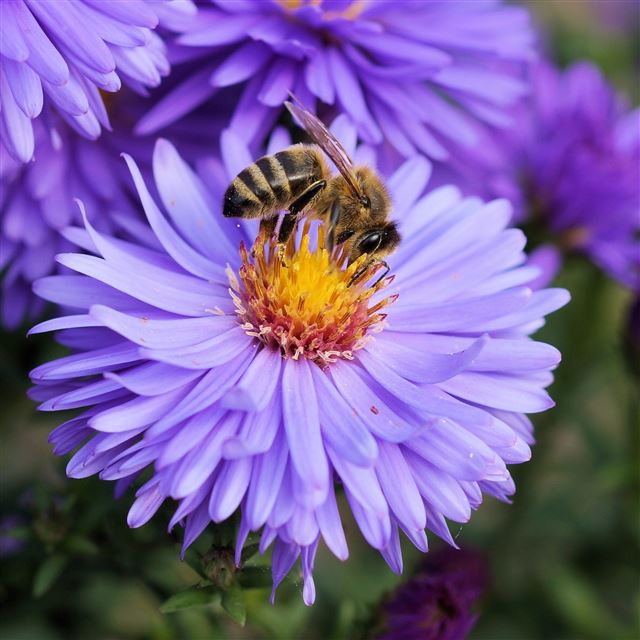 2048x2048 Bee Flower Pollination - bokeh iPad Air Wallpaper
