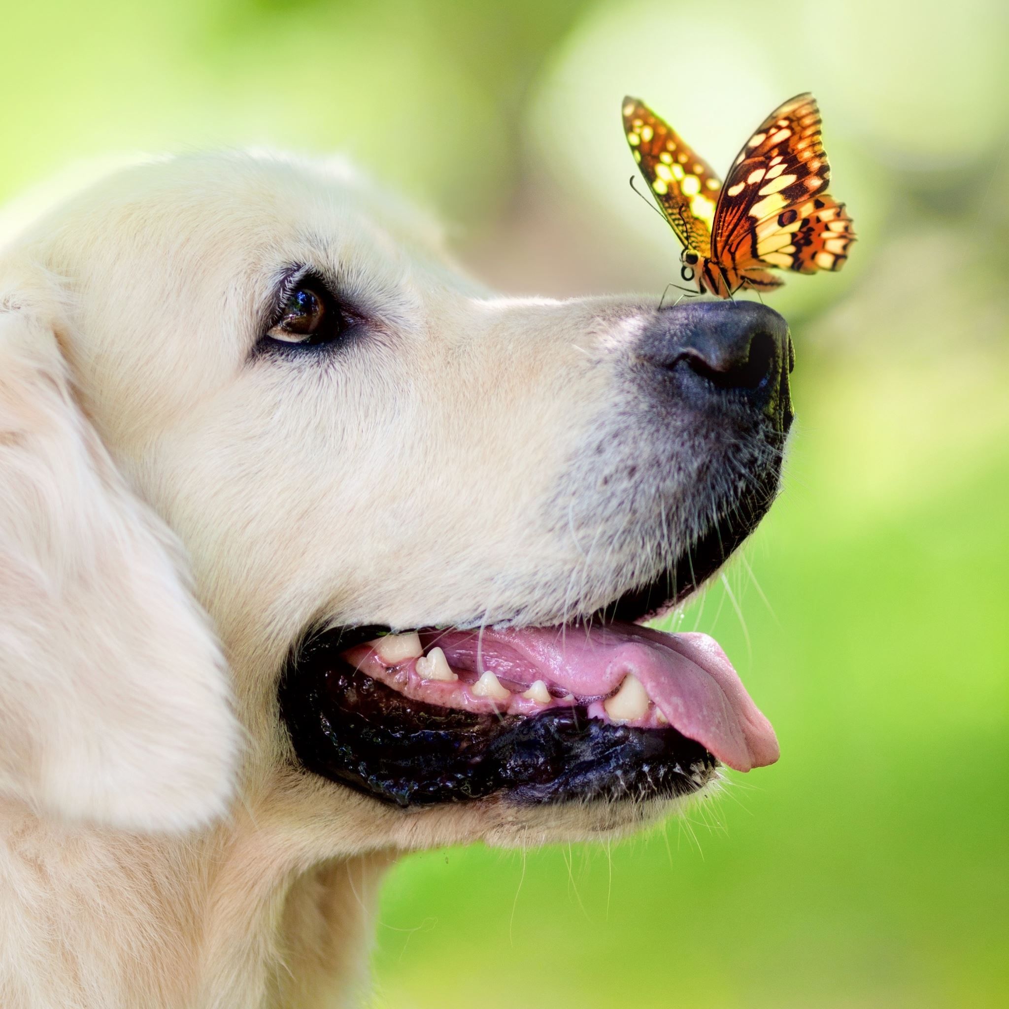 Dog Muzzle Butterfly Tongue Sticking Out Spring Summer iPad Air wallpaper 