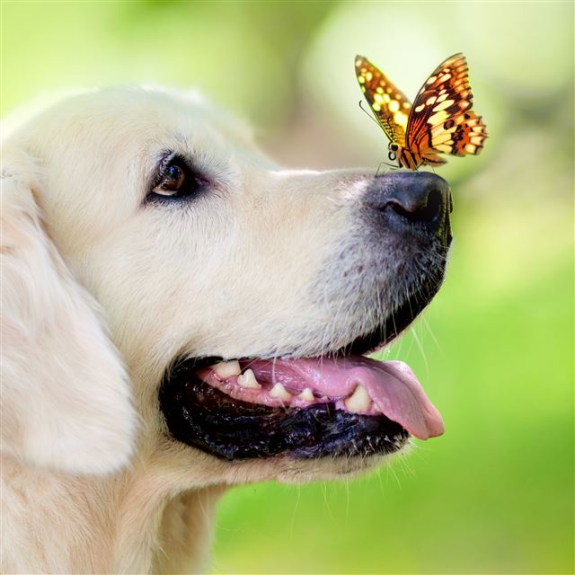 2048x2048 Dog Muzzle Butterfly Tongue Sticking Out Spring Summer - pet iPad Air Wallpaper