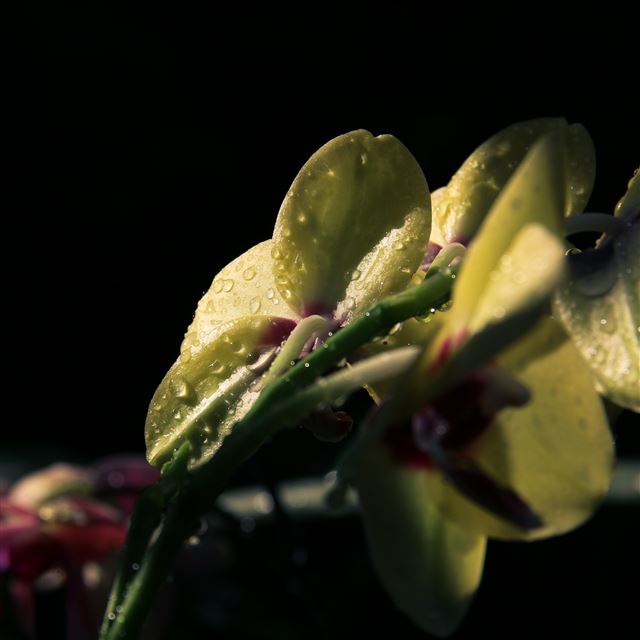 2048x2048 Flower Petals Drops - fresh iPad Air Wallpaper