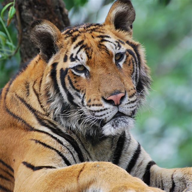 2048x2048 Tiger Predator Face Eyes Sadness - pet iPad Air Wallpaper