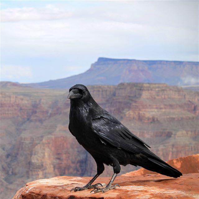2048x2048 Crows Bird Canyon -  iPad Air Wallpaper