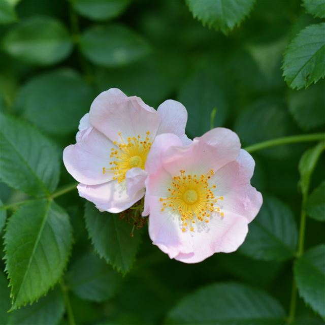 2048x2048 Wild Rose Flower Branch - rose iPad Air Wallpaper
