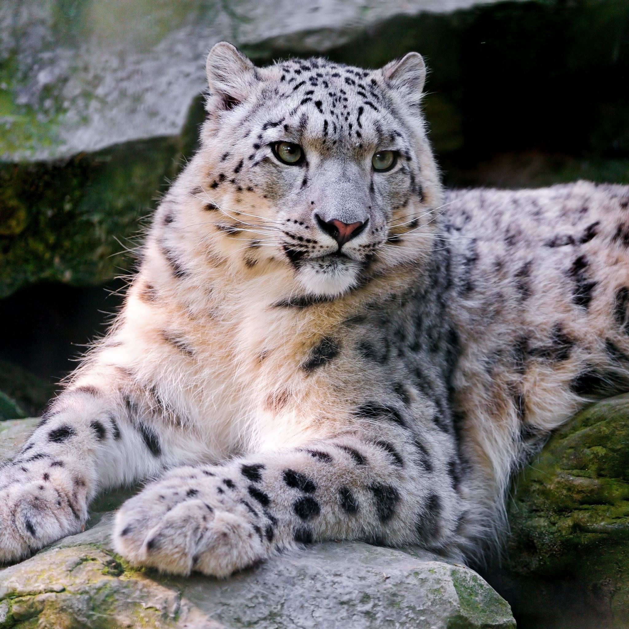 Snow Leopard Big Cat Carnivore Lay iPad Air wallpaper 