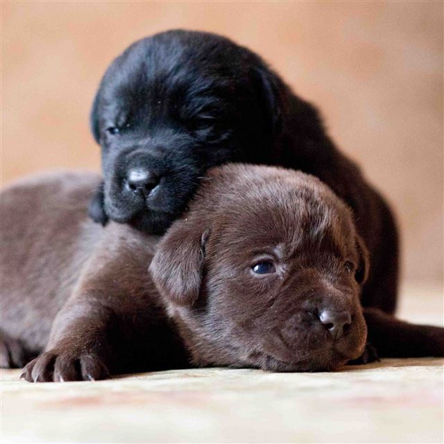 2048x2048 Labrador Retriever Dogs Puppies Couple - yellow iPad Air Wallpaper