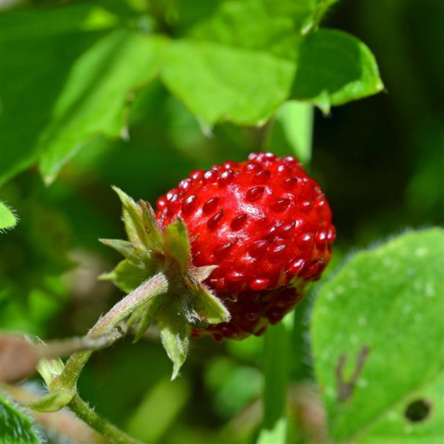 2048x2048 Strawberry Berry Branch Fruit - fresh iPad Air Wallpaper