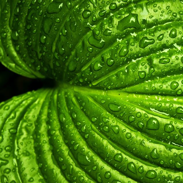 2048x2048 Plantain Surface Drops - green iPad Air Wallpaper
