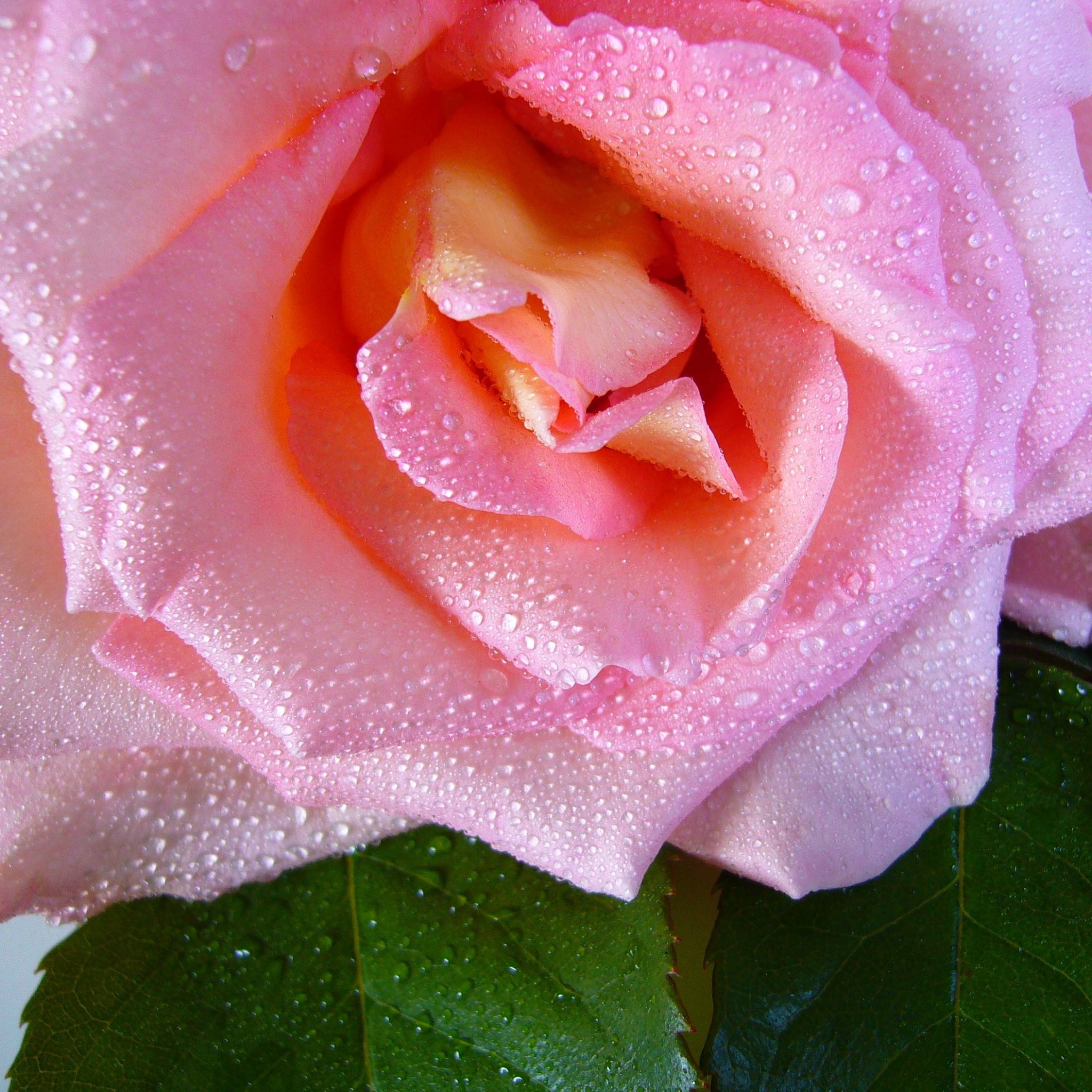 Rose Flower Drops Dew Bud iPad Air wallpaper 
