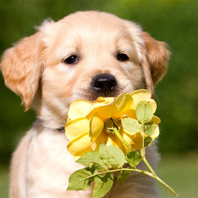 2048x2048 Retriever Puppy Petals Flower - pet iPad Air Wallpaper