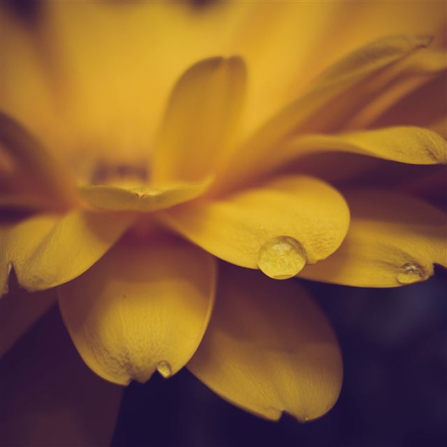 2048x2048 Flower Petals Drops Macro - bokeh iPad Air Wallpaper