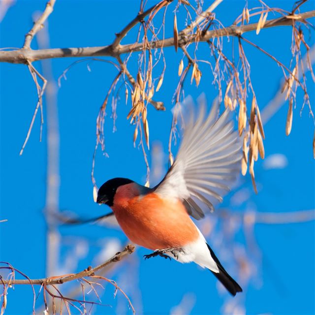 2048x2048 Bullfinch Branch Winter - sunny iPad Air Wallpaper