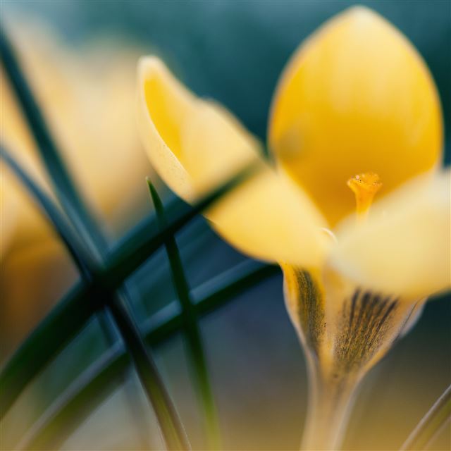 2048x2048 Primroses Crocus Macro Spring - green iPad Air Wallpaper