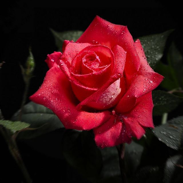 2048x2048 Rose Black Background Flowers - flower iPad Air Wallpaper