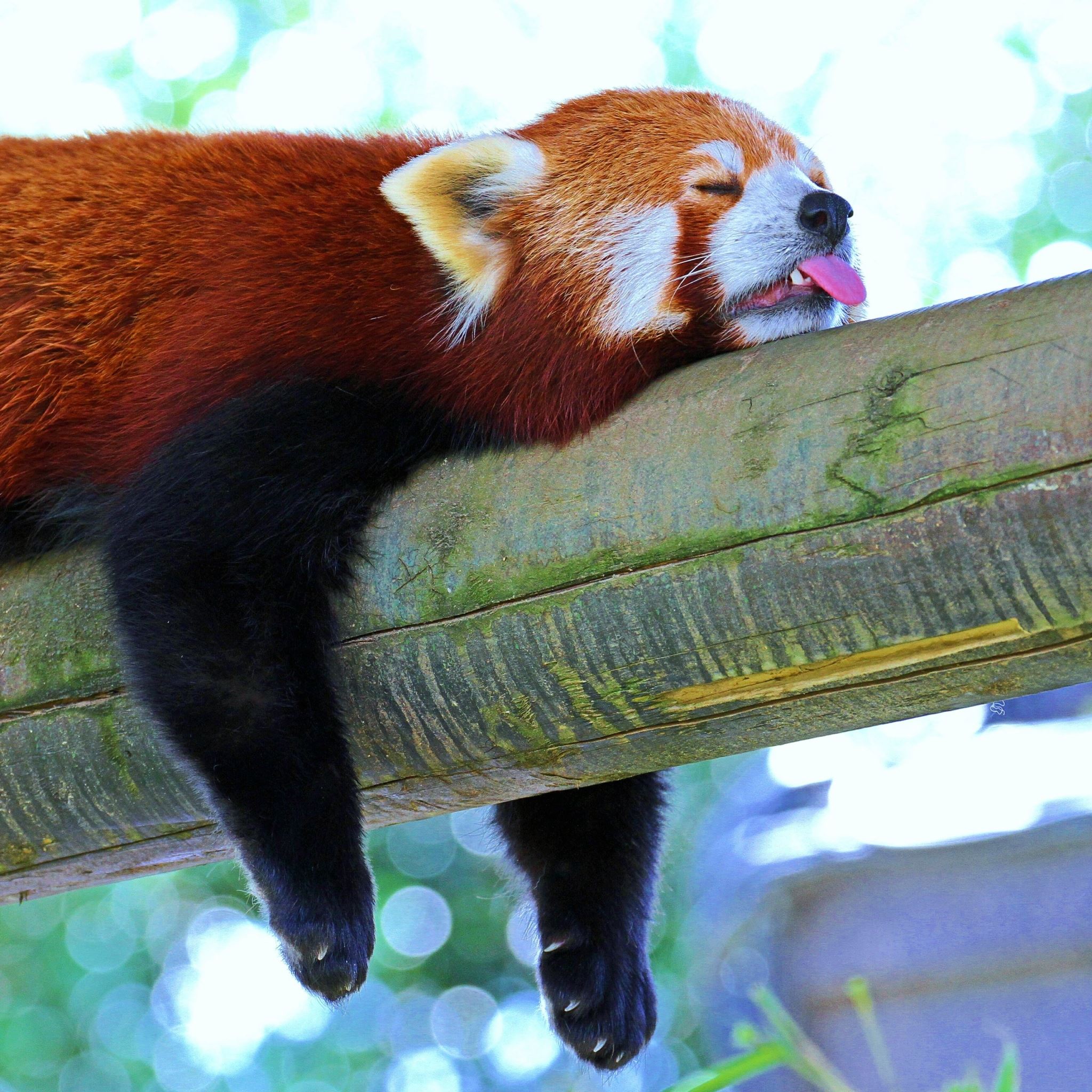 Panda Lesse Panda Branch Rest Sleep iPad Air wallpaper 