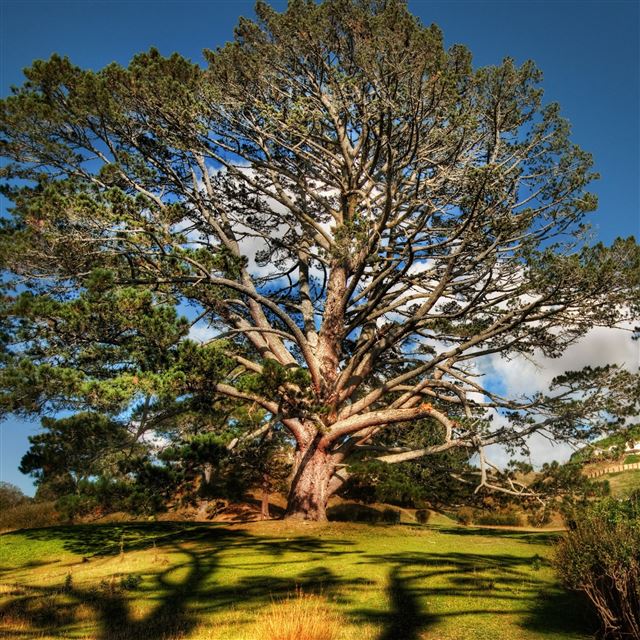2048x2048 Tree Summer Sky Beautiful Scenery - beautiful iPad Air Wallpaper