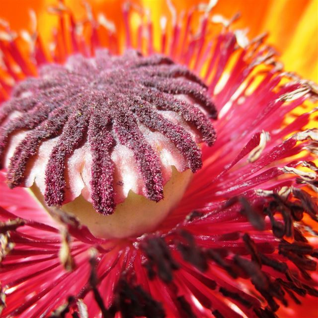 2048x2048 Poppy Pollen Petals Close Up - purple iPad Air Wallpaper