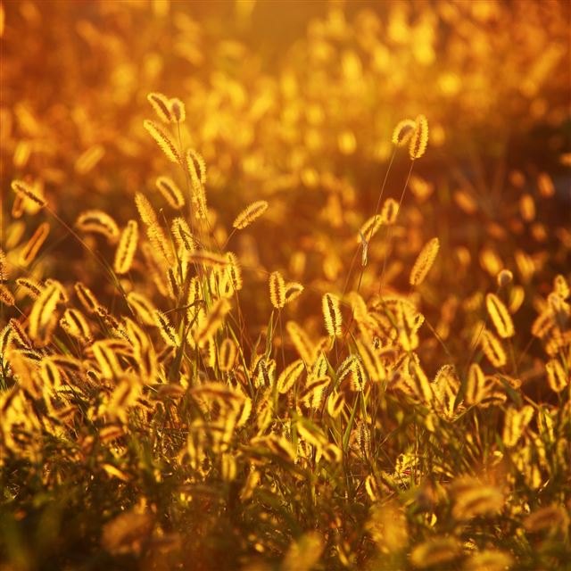 2048x2048 Alopecurus Grass Glow - field iPad Air Wallpaper