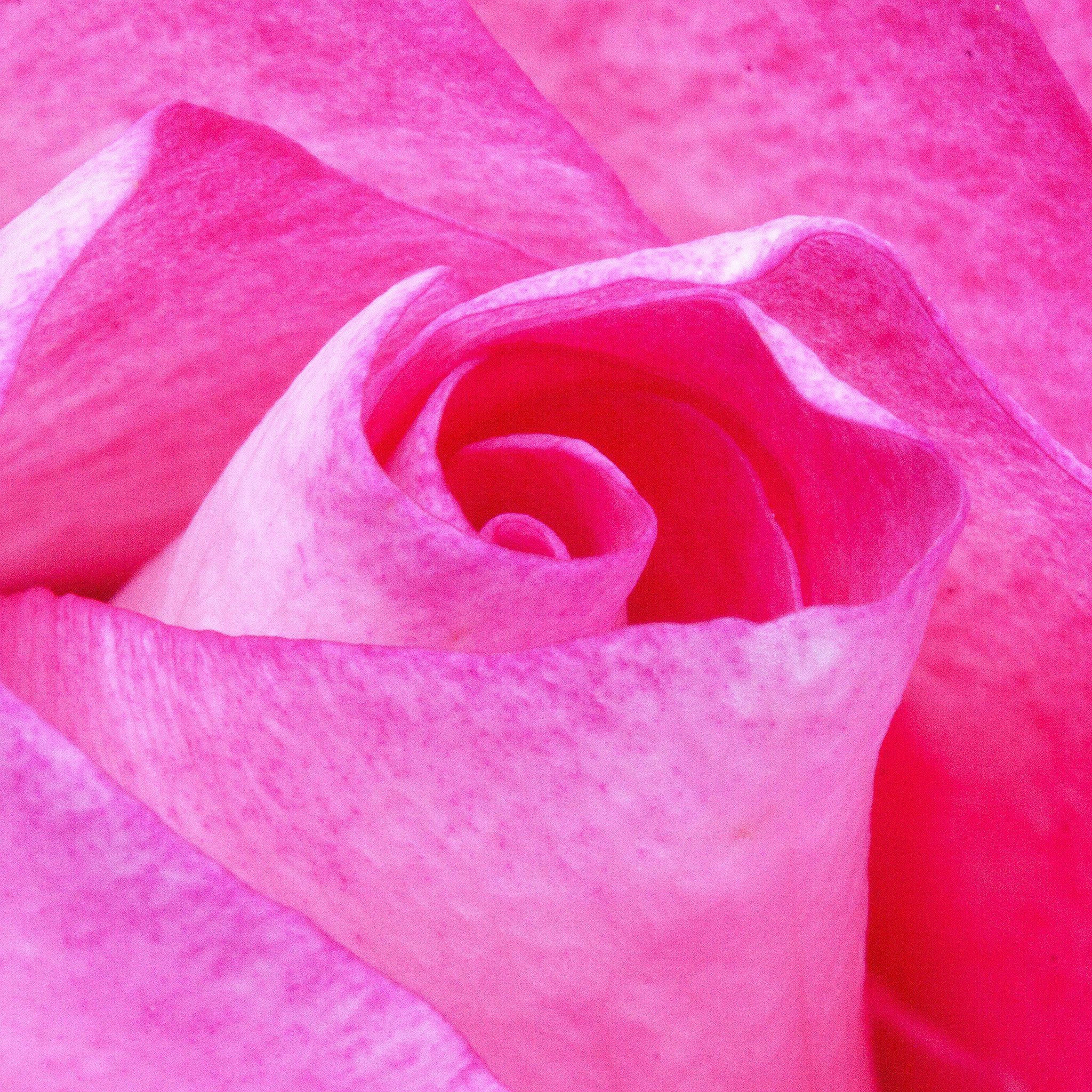 Flower Red Pink Rose Love Nature iPad Air wallpaper 
