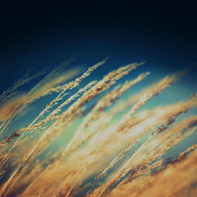 2048x2048 Rice Field Flower Dark Nature - field iPad Air Wallpaper