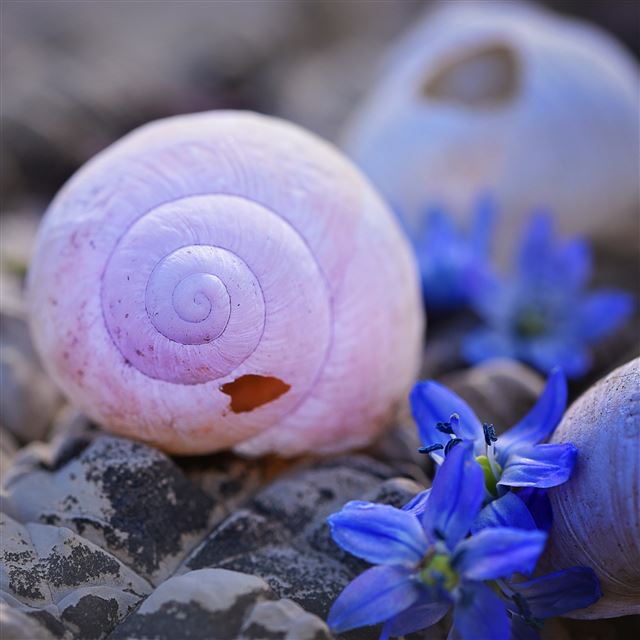2048x2048 Shells  - cyan iPad Air Wallpaper