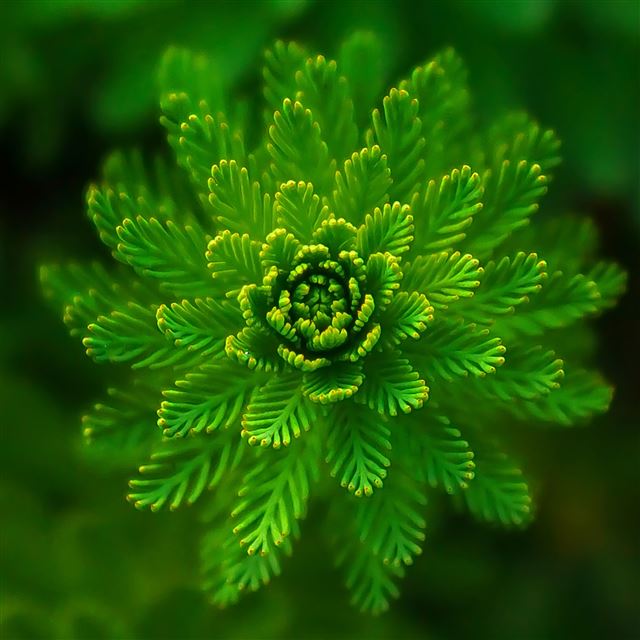 2048x2048 Algae plant - green iPad Air Wallpaper