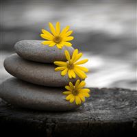 Close up stones flowers wallpaper