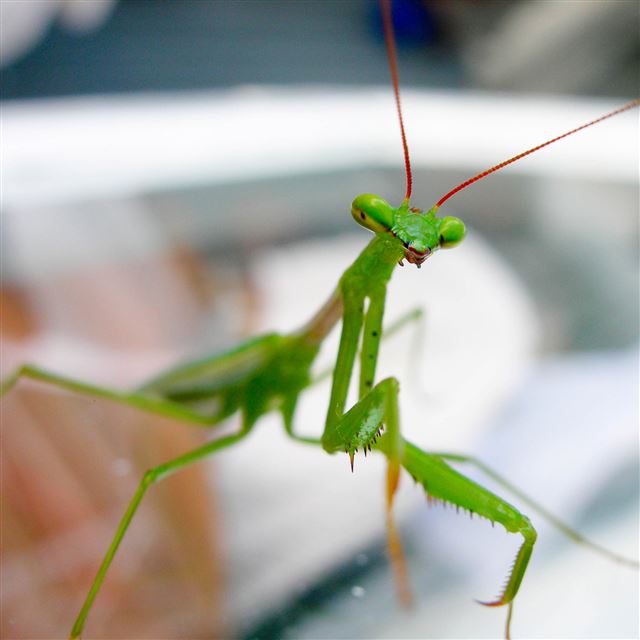2048x2048 Mantis - bokeh iPad Air Wallpaper