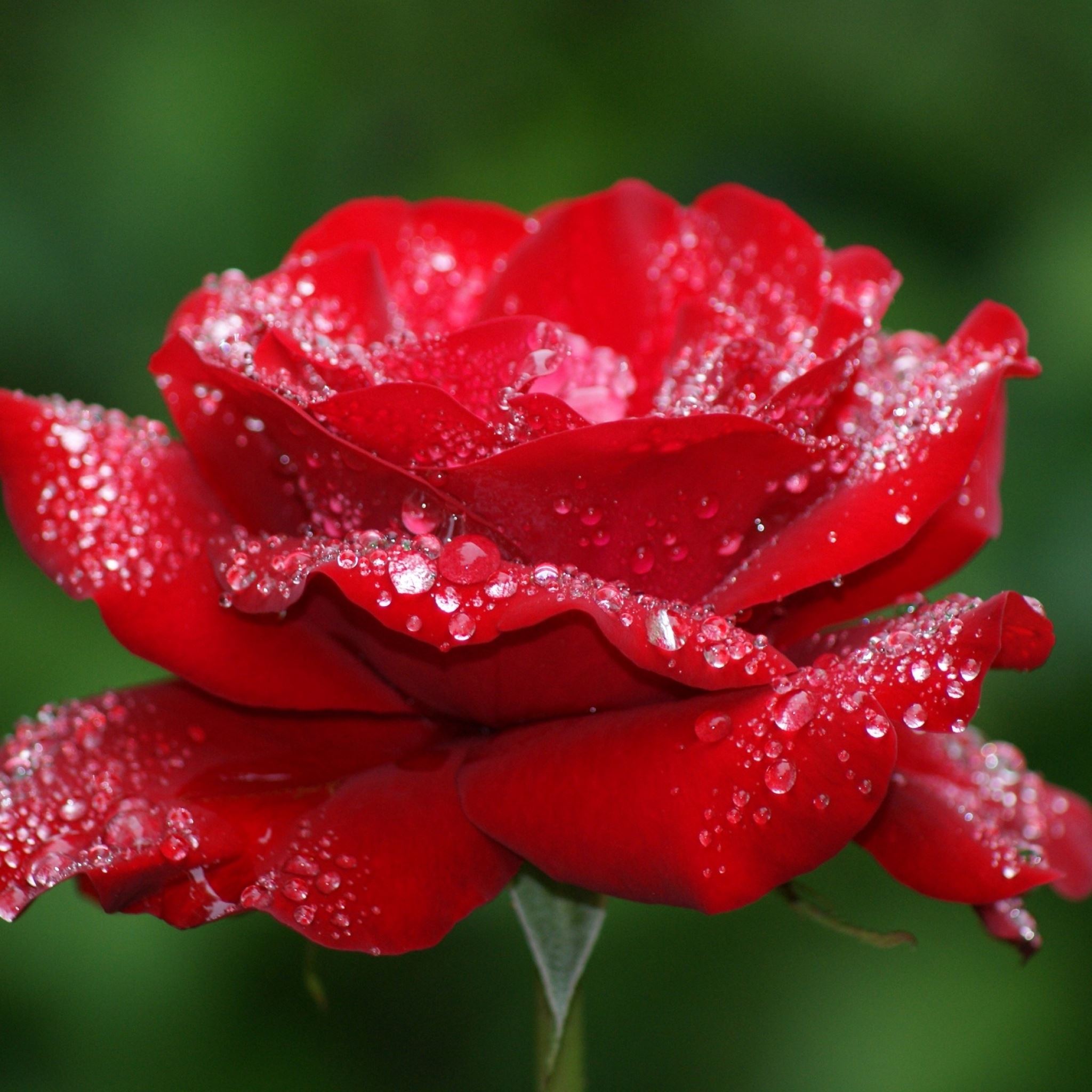Flower rose dew drops iPad Air Wallpapers Free Download