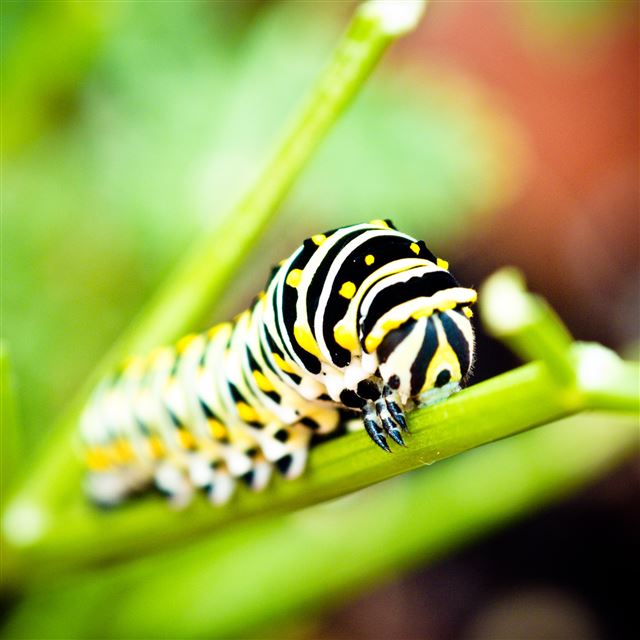 2048x2048 Cyan caterpillars - cyan iPad Air Wallpaper