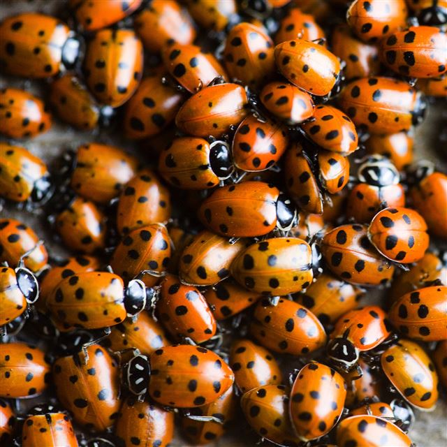 2048x2048 Ladybugs - black iPad Air Wallpaper