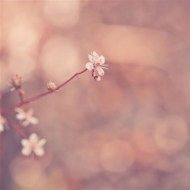 2048x2048 Glare grass - pink iPad Air Wallpaper
