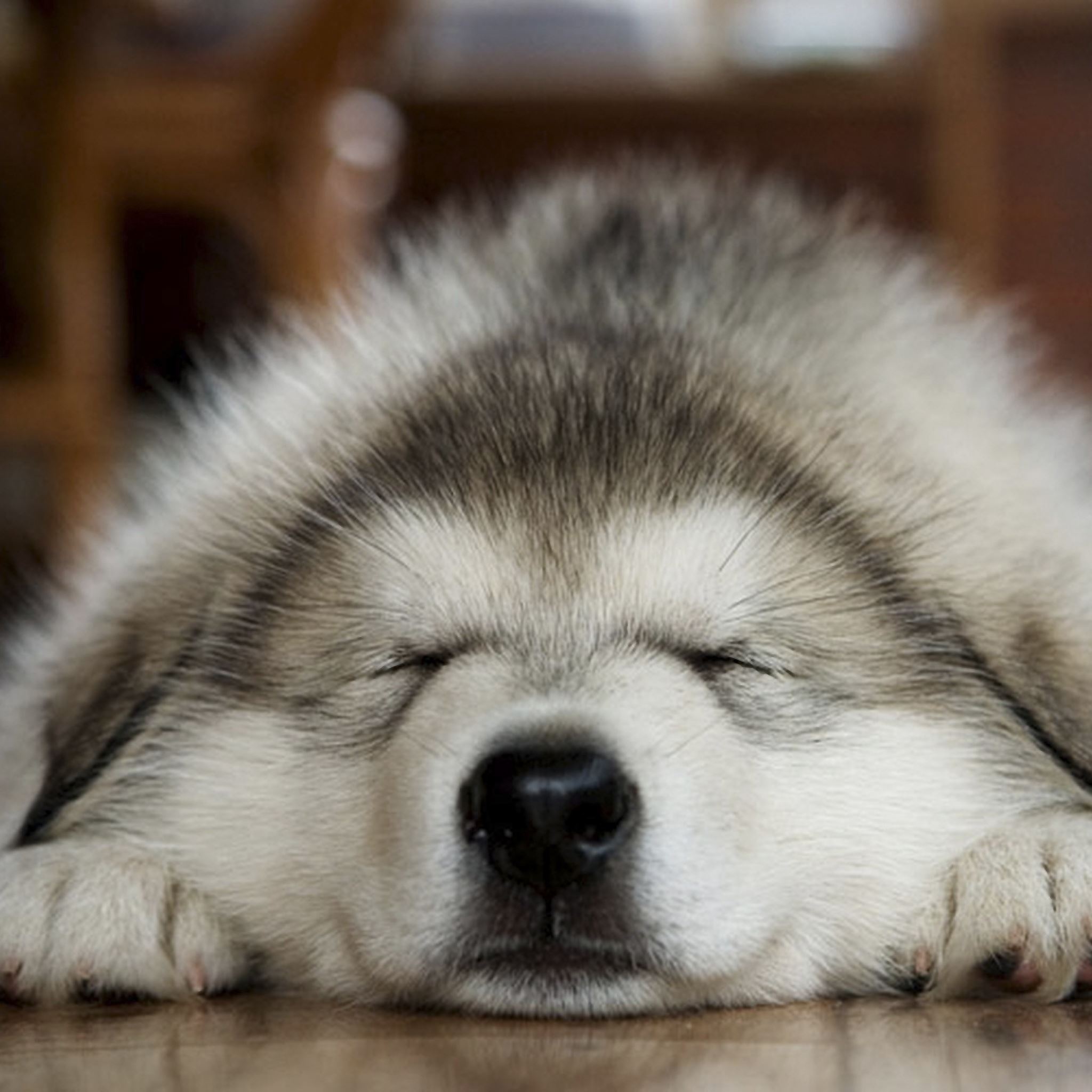 Dog muzzle sleep iPad Air wallpaper 