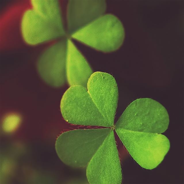 2048x2048 Plant shape light glare spots - spots iPad Air Wallpaper