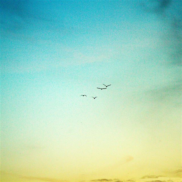 2048x2048 Big wild goose in the sky -  iPad Air Wallpaper