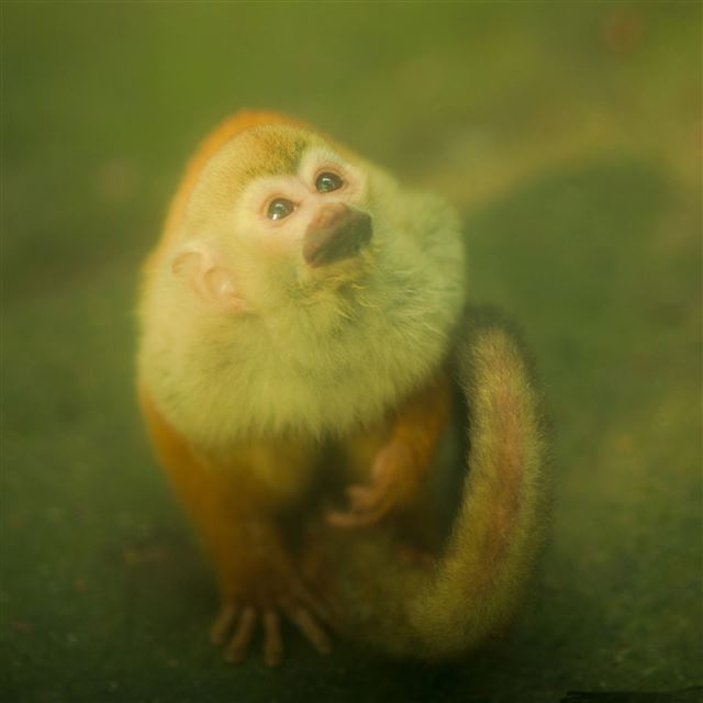 2048x2048 Monkey -  iPad Air Wallpaper