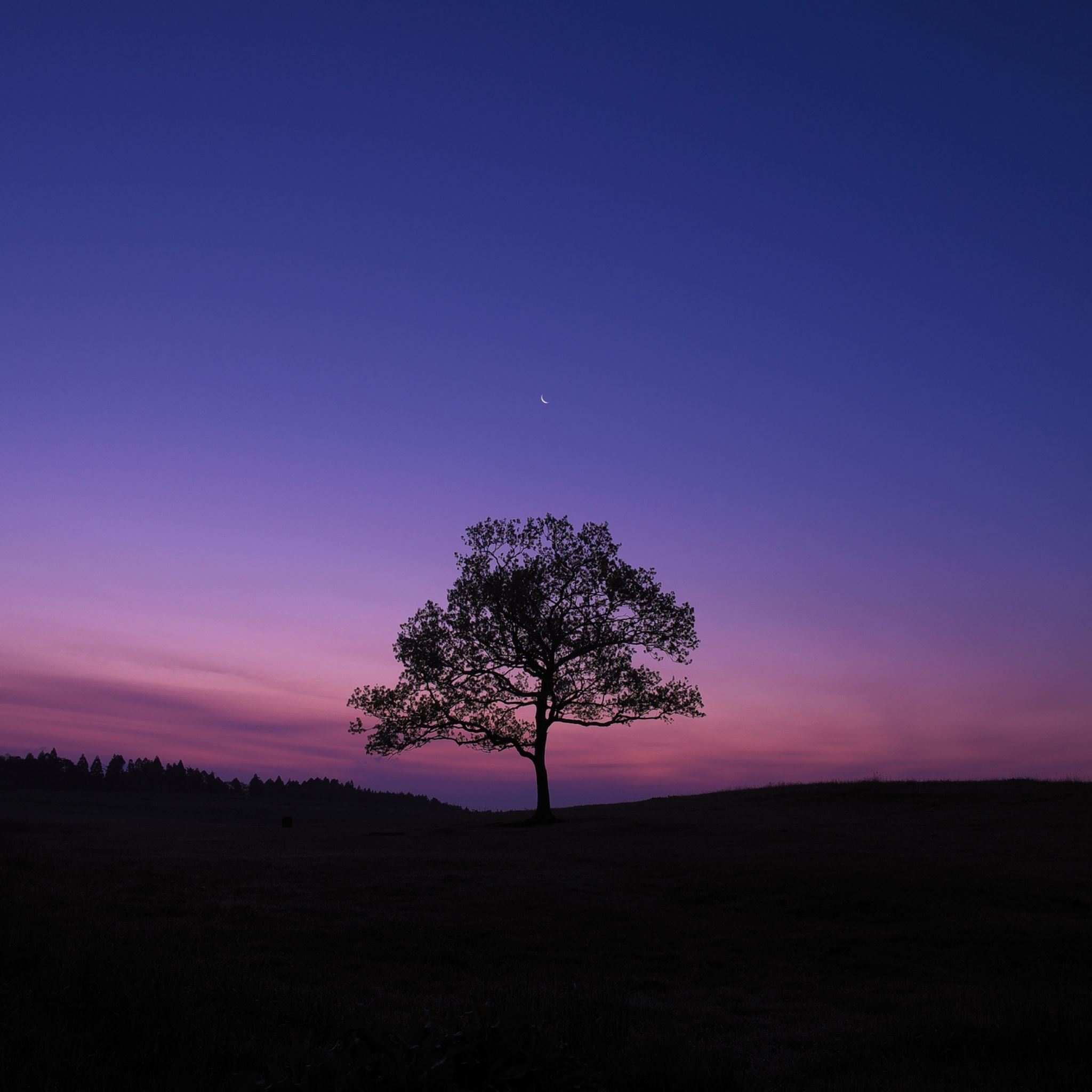Tree night moon sky lonely iPad Air wallpaper 