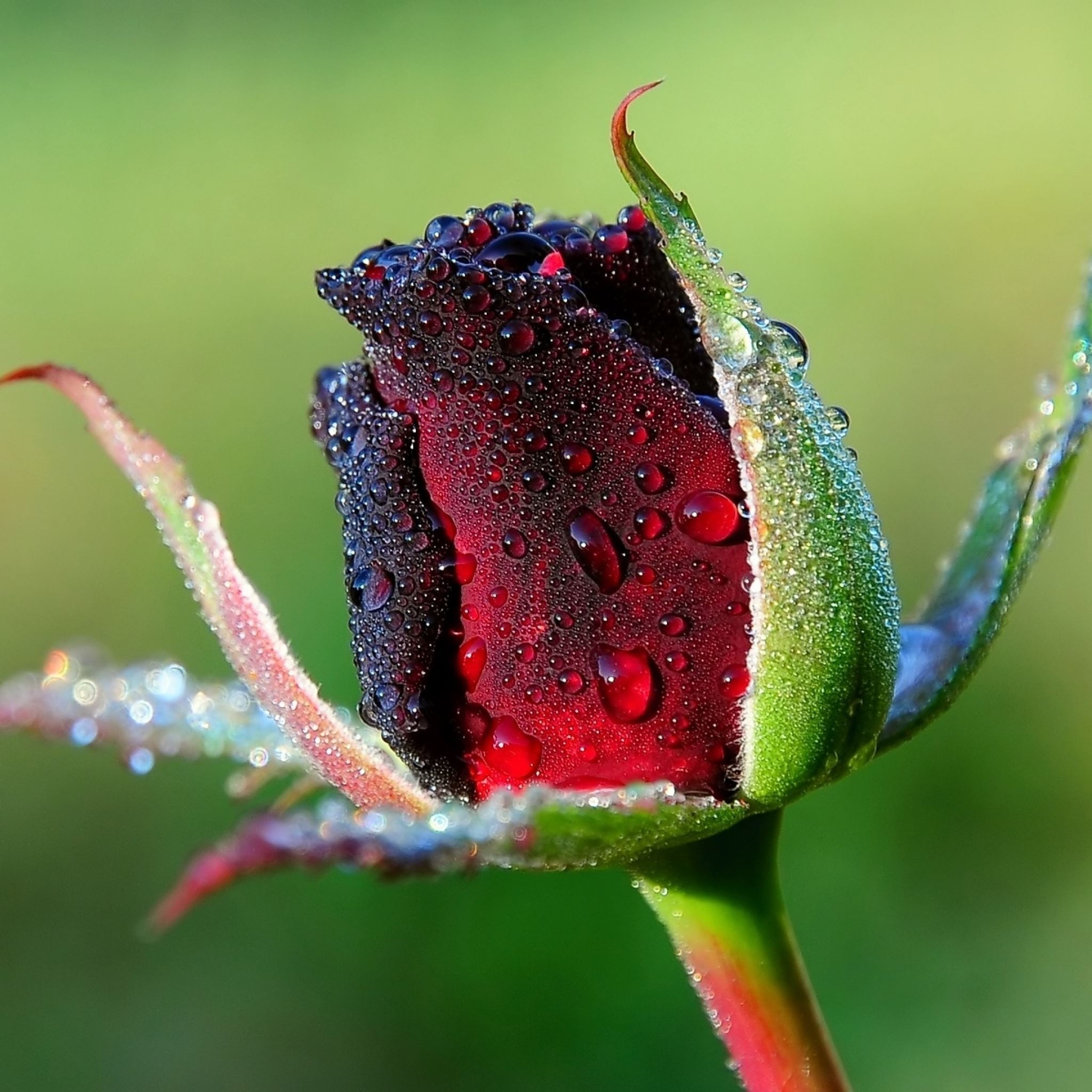 Rose bud flower drops dew iPad Air wallpaper 