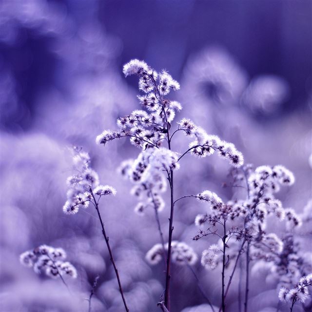 2048x2048 Grass plant field fog glare - bokeh iPad Air Wallpaper