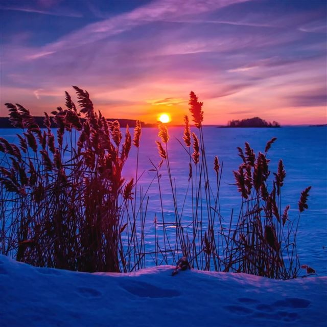 2048x2048 Winter sunset snow grass - pink iPad Air Wallpaper