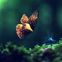 Butterfly grass flying wings wallpaper