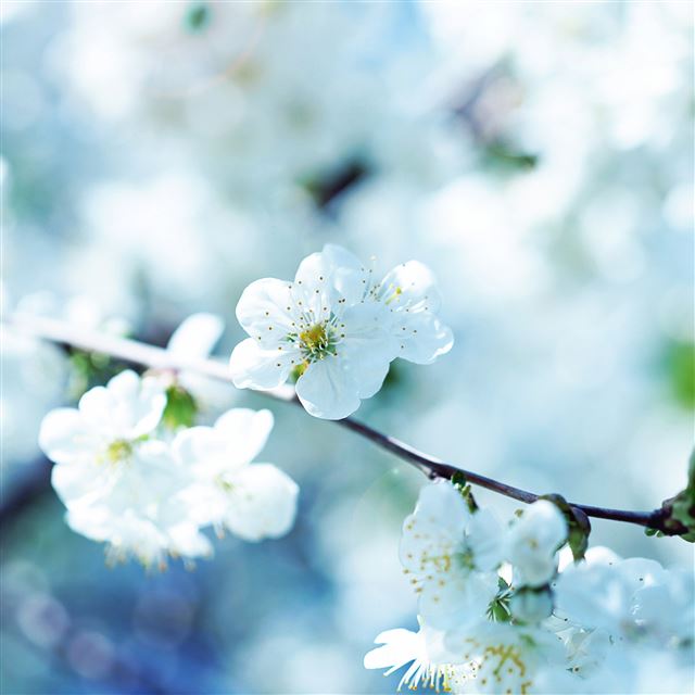 2048x2048 Flowers flowering branch plant spring - flowering iPad Air Wallpaper