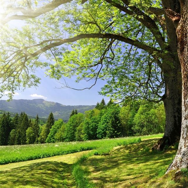 2048x2048 Trees spring sun - trees iPad Air Wallpaper