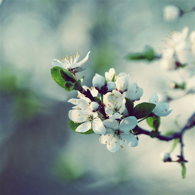 2048x2048 Flowering branch spring tree - bokeh iPad Air Wallpaper
