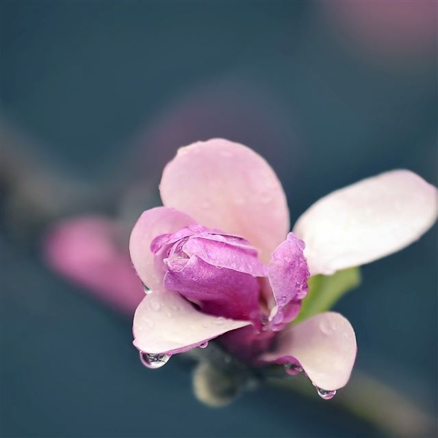 2048x2048 Flower patches petals - cyan iPad Air Wallpaper