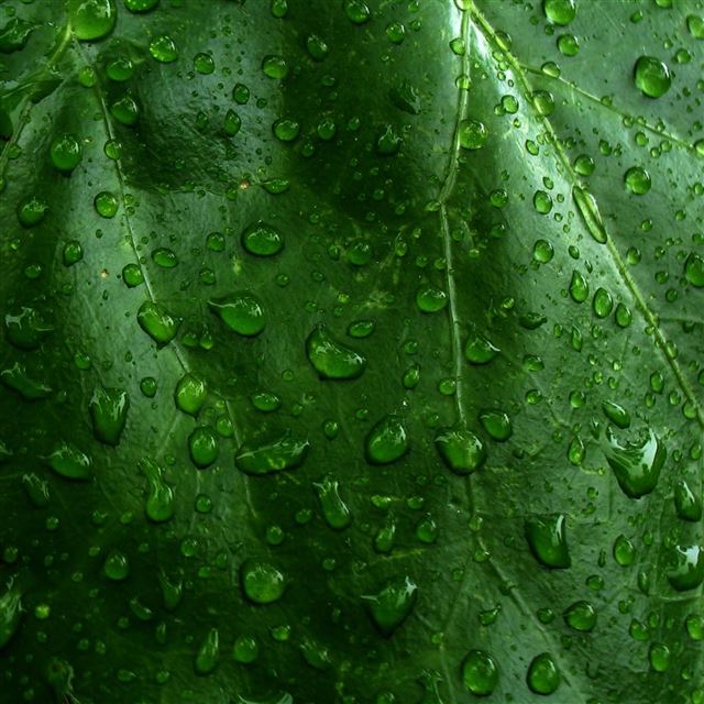 2048x2048 Drops dew surface grass leaves - green iPad Air Wallpaper