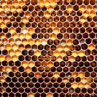 Cell honey hole honeycomb iPad Air wallpaper